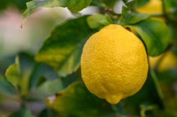 Citrus lemon fruits with leaves isolated, sweet lemon fruits on a branch with working path.2