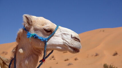 Close up of a dromedary camel (Camelus dromedarius) wearing a blue halter in the Sahara Desert,...
