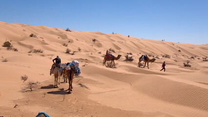 Dromedary camels (Camelus dromedarius) on a camel trek in the Sahara Desert, outside of Douz,...