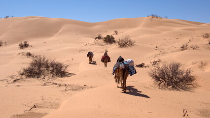 Dromedary camels (Camelus dromedarius) on a camel trek in the Sahara Desert, outside of Douz,...