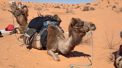 Dromedary camel (Camelus dromedarius) wearing a saddle for a camel trek in the Sahara Desert,...