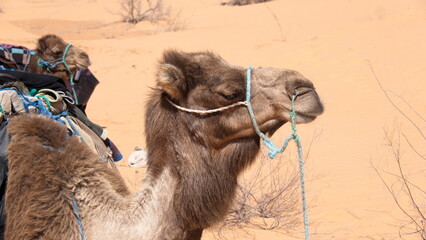 Close up of a dromedary camel (Camelus dromedarius) wearing a blue halter in the Sahara Desert,...