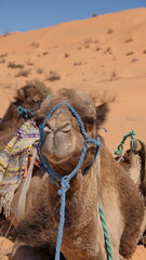 Close up of a dromedary camel (Camelus dromedarius) wearing a blue halter in the Sahara Desert, outside of Douz, Tunisia