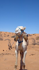 Dromedary camel (Camelus dromedarius) wearing a saddle for a camel trek in the Sahara Desert, outside of Douz, Tunisia