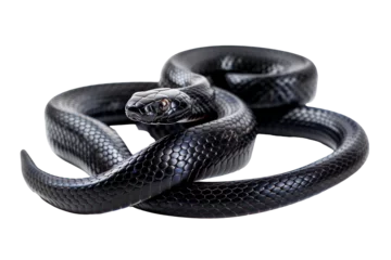 Fotobehang Black coiled snake with shiny scales on transparent background - stock png. © Volodymyr