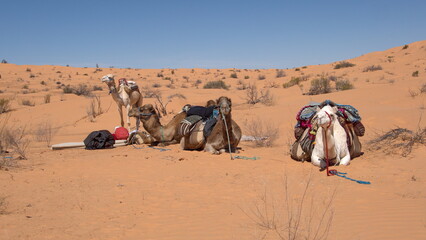 Dromedary camels (Camelus dromedarius) wearing saddles for a camel trek in the Sahara Desert, outside of Douz, Tunisia