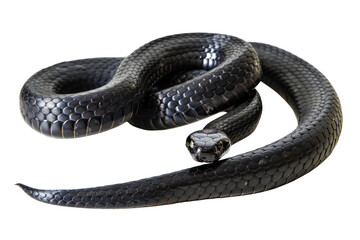 Black coiled snake with shiny scales, cut out - stock png.