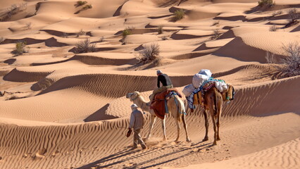 Dromedary camels (Camelus dromedarius) on a camel trek in the Sahara Desert, outside of Douz,...