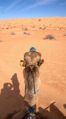 View of the desert over the head of a dromedary camel (Camelus dromedarius) in the Sahara Desert, outside of Douz, Tunisia