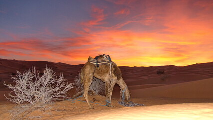 Dromedary camel (Camelus dromedarius) grazing at sunset in the Sahara Desert, outside of Douz,...