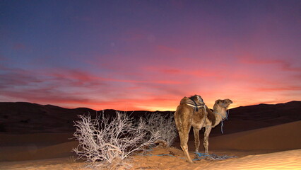 Dromedary camel (Camelus dromedarius) at sunset in the Sahara Desert, outside of Douz, Tunisia