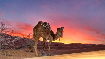 Dromedary camel (Camelus dromedarius) at sunset in the Sahara Desert, outside of Douz, Tunisia