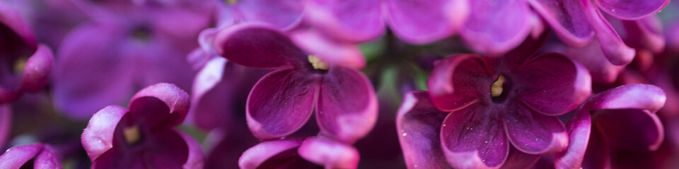 pink lilac blooming with flowers and buds close up, soft lilac, pink flowers mauve, art beautiful bokeh, close up of lilac flowers, lilac flowers on a branch, Pink mulberry flowering background © Anna