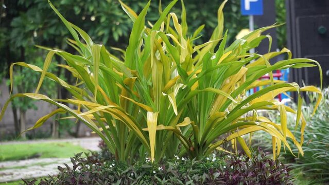 Crinum asiaticum (poison bulb, giant crinum lily, grand crinum lily, spider lily, Bulbine asiatica). The entire plant is toxic, especially the bulb, that can cause vomiting, abdominal pain, severe etc
