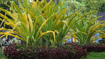 Crinum asiaticum (poison bulb, giant crinum lily, grand crinum lily, spider lily, Bulbine asiatica). The entire plant is toxic, especially the bulb, that can cause vomiting, abdominal pain, severe etc