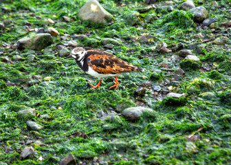 Turnstone (Arenaria interpres) in Clontarf, Dublin, Ireland