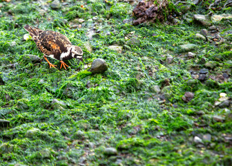 Turnstone (Arenaria interpres) in Clontarf, Dublin, Ireland