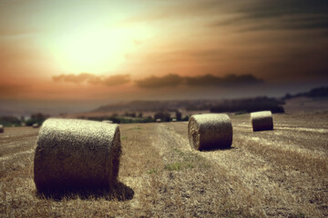 hay bales in the field