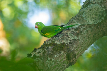 Wild Brazilian parakeets known as caturrita