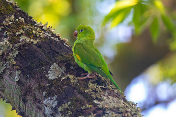Wild Brazilian parakeets known as caturrita