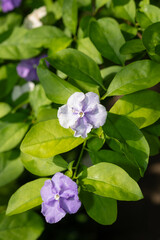 fading purple blossoms with large green leaves close-up