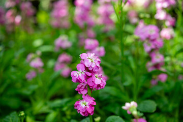 double pink Matthiola incana or brompton stocks with defocused background