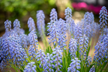 aging grape hyacinths, botanically known as Muscari, in bloom at the conservatory