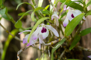 Obraz premium close-up of orchid flowers