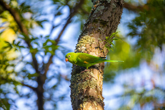 Wild Brazilian parakeets known as caturrita