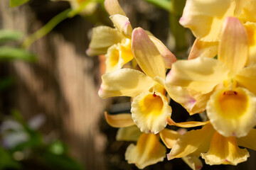close-up of yellow orchid flowers in bloom at the conservatory