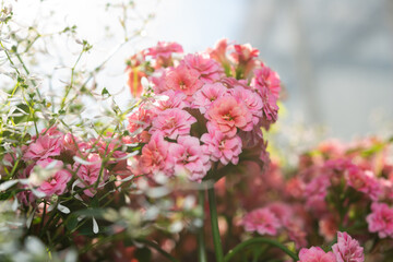 close-up of pink Kalanchoe flowers on a defocused background