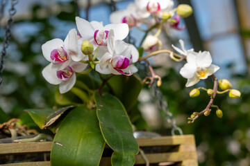 pink and white orchids with leaves in a hanging wooden slat basket at the conservatory
