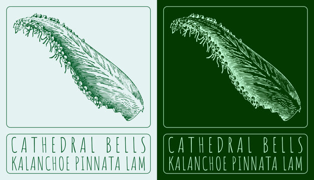 Vector drawing CATHEDRAL BELLS. Hand drawn illustration. The Latin name is KALANCHOE PINNATA LAM.
