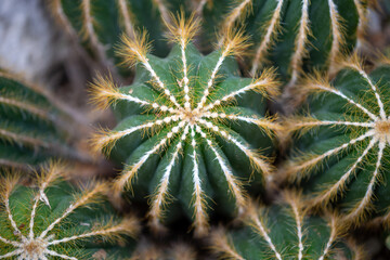 cactus close up