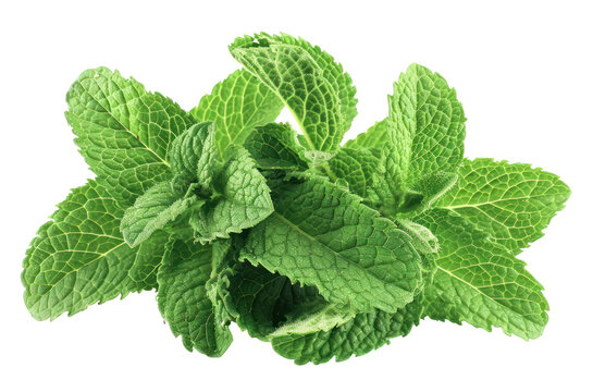 Fresh green mint leaves on transparent background - stock png.