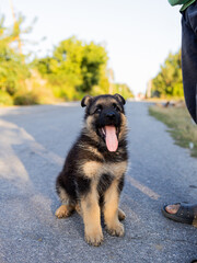 the puppy went for a walk in nature