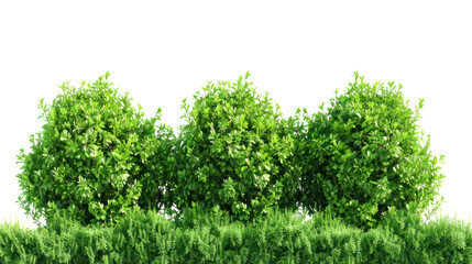 Dense coniferous shrubs and trees, cut out - stock png.