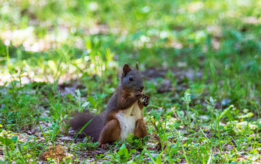 squirrel eating nut