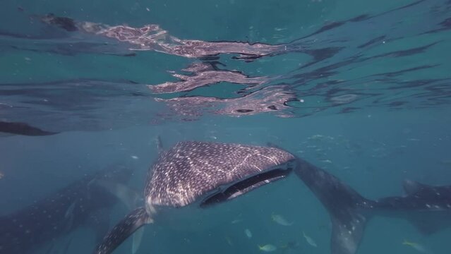 Whale sharks eating in sea, huge oceanic animal, underwater, slow motion, 4k