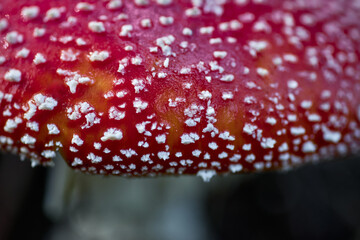 red mushroom white spots nature toxic poisonous amanita muscaria fungi forest wild autumn flora cap gills stipe dangerous colorful outdoors fly agaric dots closeup macro
