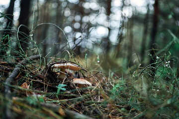 Obraz premium Close-up view of brown cap mushrooms in forest undergrowth with fallen leaves twigs intertwined green vines grasses blurred trees in background indicating depth woodland