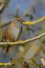 Dunnock bird perched on a branch