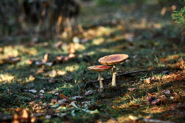 Amanita Muscaria fly agaric. Mushrooms in forest during autumn with brown spotted caps white stems...