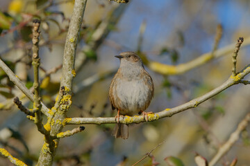 Dunnock bird perched on a branch