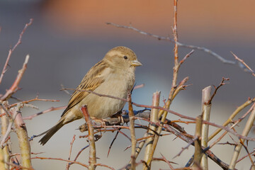  Sparrow on a branch