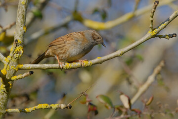 Dunnock bird perched on a branch