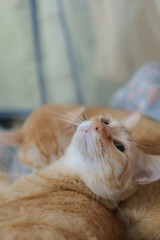 Fototapeta premium Cute ginger cat lying on sofa and looking at camera. Selective focus.