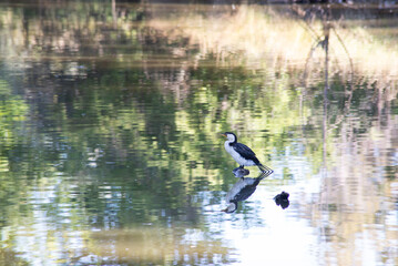 Little Pied Cormorant on a log