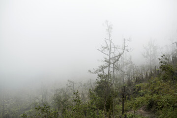 Mystical atmosphere in a destroyed forest on a volcano after an ash eruption. The jungle is reborn on a mountain covered in a cloud or fog.
