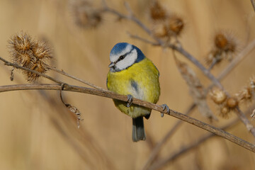 Blue TIt sits on a dry plant
